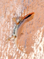 Trachylepis sparsa