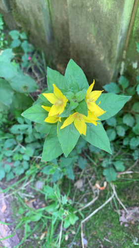 Dotted Loosestrife