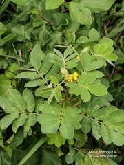 Senna uniflora
