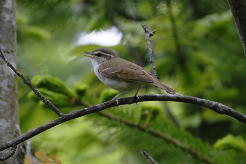 Sakhalin Leaf Warbler (Phylloscopus borealoides), photo 6