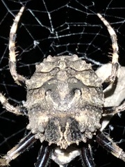 Poltys illepidus
