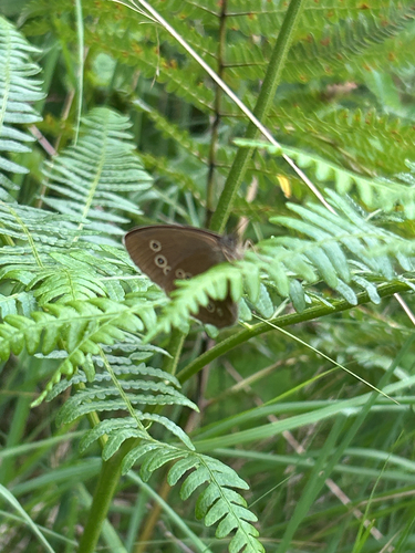Ringlet