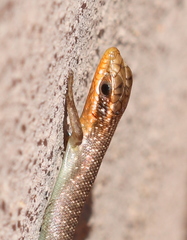 Trachylepis sparsa