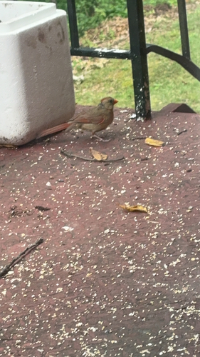 Northern Cardinal