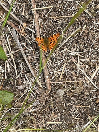 European Comma