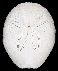 Image of Eupatagus valenciennesii