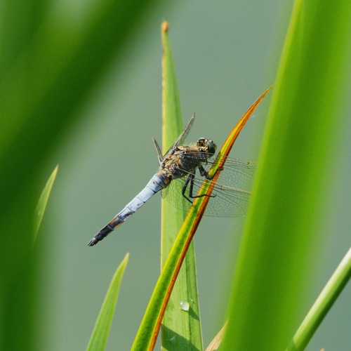 Black-tailed Skimmer