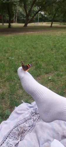 Red Admiral