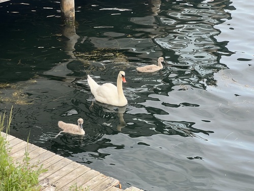 Mute Swan