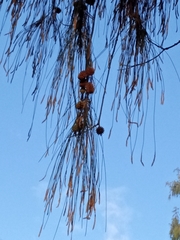 Casuarina equisetifolia