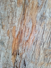 Casuarina equisetifolia