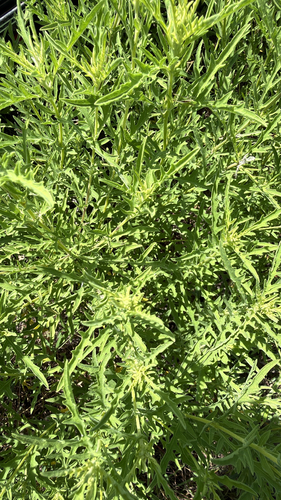 western ragweed
