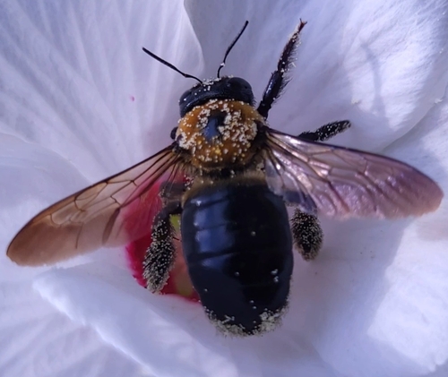 Eastern Carpenter Bee