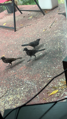 Common Grackle