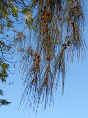 Casuarina equisetifolia
