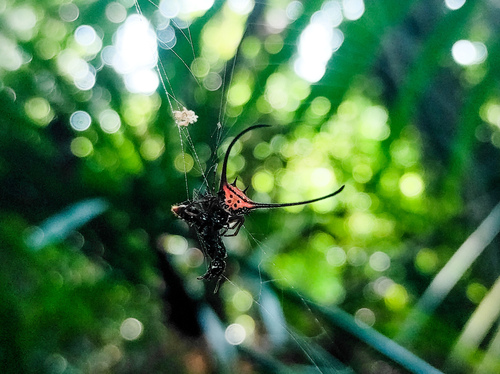Long-horned Orbweaver