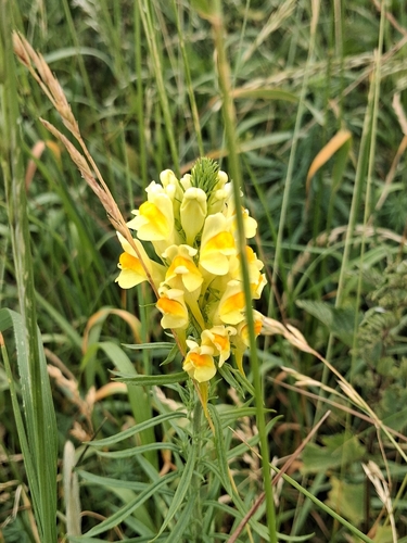 common toadflax