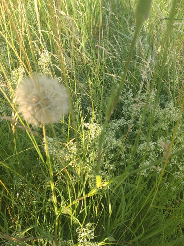 meadow salsify