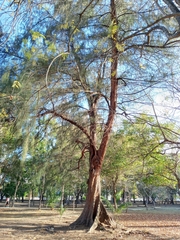 Casuarina equisetifolia