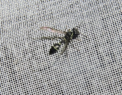 Polybia plebeja