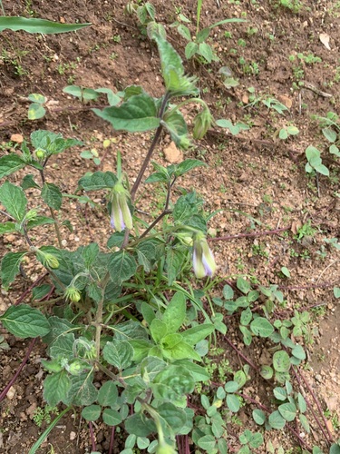 Lycianthes mozinoana, photograph 5