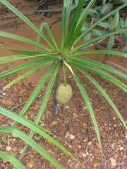 Pandanus capusii