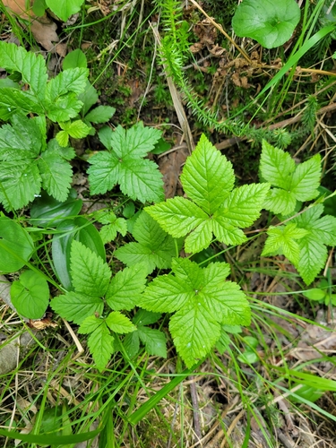 dwarf raspberry
