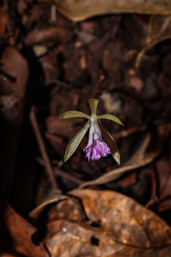 Nervilia simplex, photograph 3