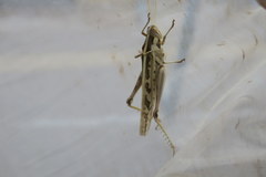 Cyrtacanthacris tatarica