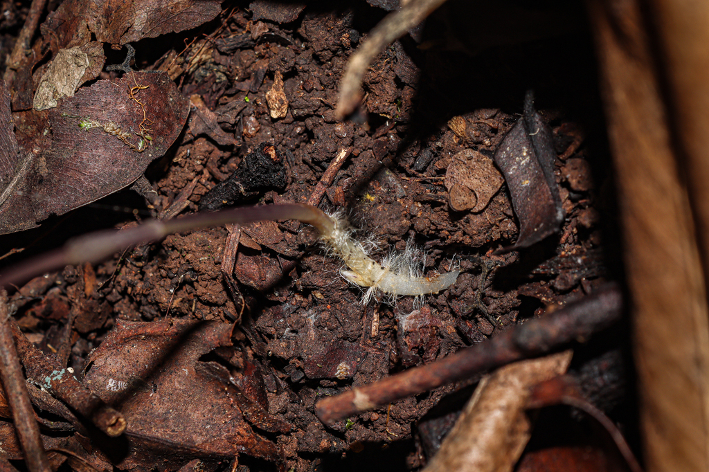 Nervilia simplex; photograph (c) Vikas D Prasad, some rights reserved (CC BY-SA)