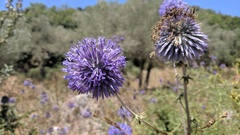 Echinops adenocaulos