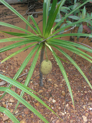 Pandanus capusii