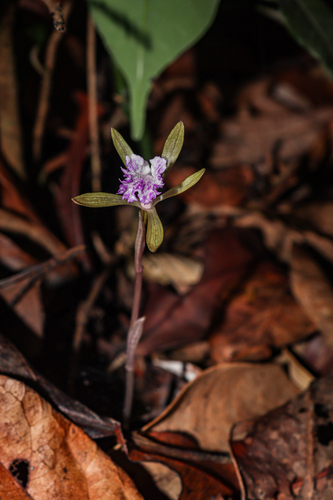 Nervilia simplex, photograph 4