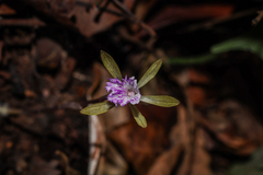 (c) Vikas D Prasad, some rights reserved (CC BY-SA) Nervilia simplex, photograph (c) Vikas D Prasad, some rights reserved (CC BY-SA)