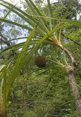 Pandanus capusii