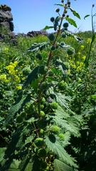 Urtica pilulifera