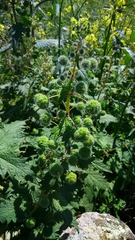 Urtica pilulifera