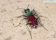 Cicindela coerulea