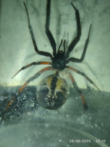 Steatoda nigrimaculata