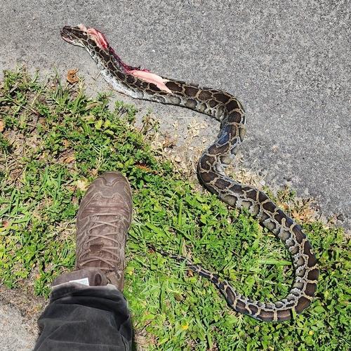 Burmese Python