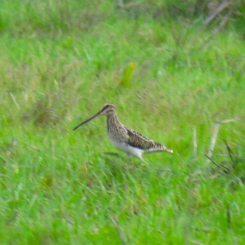 iNaturalist: (c) Jacobus Retief, some rights reserved (CC BY-NC), uploaded by Jacobus Retief iNaturalist image