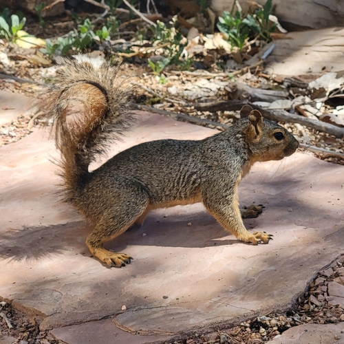 Eastern Fox Squirrel