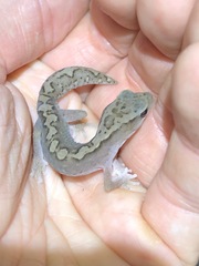 Diplodactylus vittatus