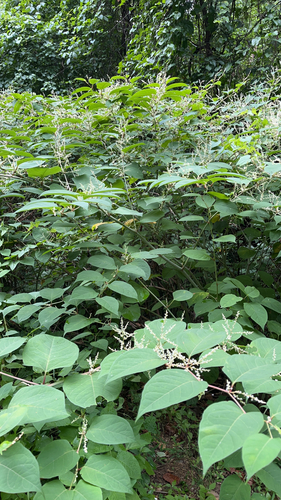 Japanese knotweed