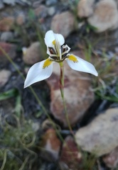 Moraea algoensis