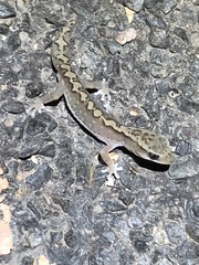 Diplodactylus vittatus