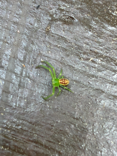 Eurasian Green Crab Spider