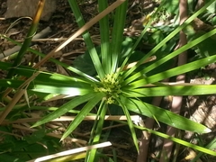 Cyperus alterniflorus