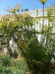 Cyperus alterniflorus