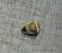 Pentatomini